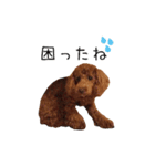 トイプードル コットちゃん 3（個別スタンプ：1）