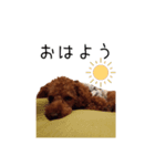 トイプードル コットちゃん 3（個別スタンプ：2）