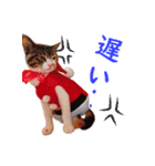 冬のソニャタ ～三毛猫はサンタさん！？～（個別スタンプ：25）