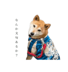 生意気柴犬よつばくん（個別スタンプ：1）
