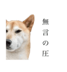 生意気柴犬よつばくん（個別スタンプ：2）