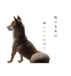 生意気柴犬よつばくん（個別スタンプ：3）