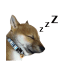 生意気柴犬よつばくん（個別スタンプ：4）