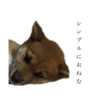 生意気柴犬よつばくん（個別スタンプ：5）