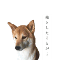 生意気柴犬よつばくん（個別スタンプ：6）