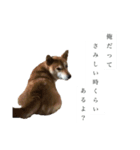 生意気柴犬よつばくん（個別スタンプ：7）