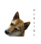 生意気柴犬よつばくん（個別スタンプ：8）