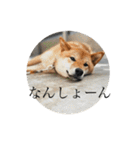 ぼくも犬(柴犬)スタンプ（個別スタンプ：17）