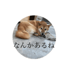 ぼくも犬(柴犬)スタンプ（個別スタンプ：21）