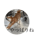 ぼくも犬(柴犬)スタンプ（個別スタンプ：22）