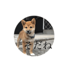 ぼくも犬(柴犬)スタンプ（個別スタンプ：30）