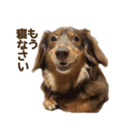 もっとがんばるちむ（個別スタンプ：3）