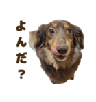 もっとがんばるちむ（個別スタンプ：11）