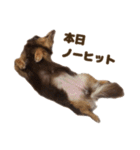 もっとがんばるちむ（個別スタンプ：14）