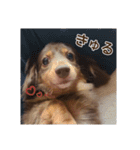 もっとがんばるちむ（個別スタンプ：17）