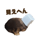 もっとがんばるちむ（個別スタンプ：26）