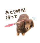 もっとがんばるちむ（個別スタンプ：29）