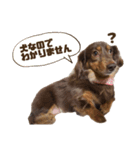もっとがんばるちむ（個別スタンプ：30）