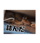 もっとがんばるちむ（個別スタンプ：31）