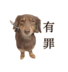 もっとがんばるちむ（個別スタンプ：34）