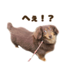 もっとがんばるちむ（個別スタンプ：36）