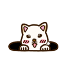 白柴犬ちびキャラスタンプ lineスタンプ（個別スタンプ：35）