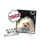 CREA(トイプー)の愛犬スタンプ 10 ことわざ（個別スタンプ：16）
