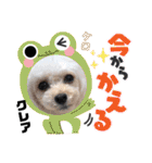 CREA(トイプー)の愛犬スタンプ 10 ことわざ（個別スタンプ：31）