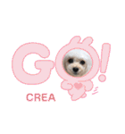 CREA(トイプー)の愛犬スタンプ 10 ことわざ（個別スタンプ：34）