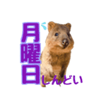 働くクオッカワラビーの1週間（個別スタンプ：1）