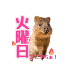 働くクオッカワラビーの1週間（個別スタンプ：2）