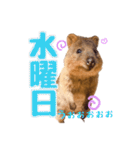 働くクオッカワラビーの1週間（個別スタンプ：3）