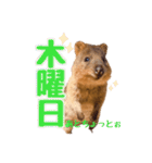 働くクオッカワラビーの1週間（個別スタンプ：4）