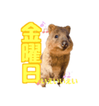 働くクオッカワラビーの1週間（個別スタンプ：5）
