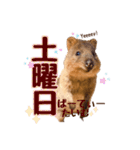働くクオッカワラビーの1週間（個別スタンプ：6）