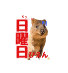 働くクオッカワラビーの1週間（個別スタンプ：7）