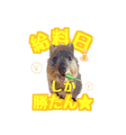 働くクオッカワラビーの1週間（個別スタンプ：8）