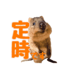 働くクオッカワラビーの1週間（個別スタンプ：10）