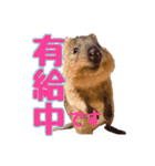 働くクオッカワラビーの1週間（個別スタンプ：11）