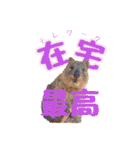 働くクオッカワラビーの1週間（個別スタンプ：12）
