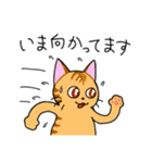 めちゃくちゃ使いやすい猫のスタンプ（個別スタンプ：24）