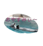 動物のカワイイスタンプだよ！（個別スタンプ：3）