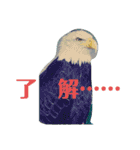 動物のカワイイスタンプだよ！（個別スタンプ：10）