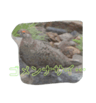 動物のカワイイスタンプだよ！（個別スタンプ：14）
