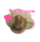 ダックス多めワンコ達（個別スタンプ：3）