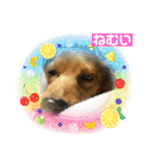 ダックス多めワンコ達（個別スタンプ：4）