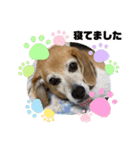ダックス多めワンコ達（個別スタンプ：5）