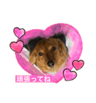 ダックス多めワンコ達（個別スタンプ：6）