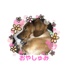 ダックス多めワンコ達（個別スタンプ：7）