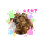 ダックス多めワンコ達（個別スタンプ：12）